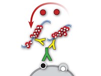 Mouse/Rabbit PolyDetector Plus AEC HRP Red MAIN