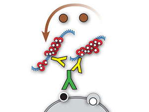 Mouse/Rabbit PolyDetector Plus DAB HRP Brown MAIN