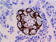 Osteonectin / SPARC (BSB-93), MMab THUMBNAIL