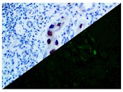 SV40 (Pab101), MMab THUMBNAIL
