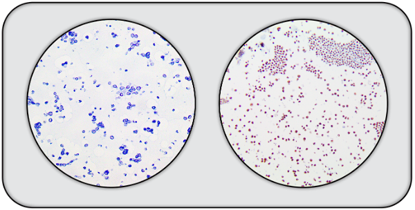 2-Core SV-40 Cell Line Microarray MAIN