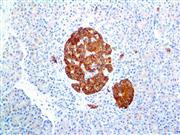 Synaptophysin (EP158), RMab THUMBNAIL