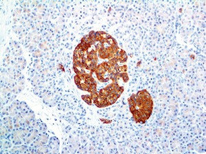 Synaptophysin (RBT-Synaptophysin), RMab MAIN