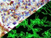 albumin anti-albumin antibody anti- immunofluorescence if immunohistochemistry ihc THUMBNAIL