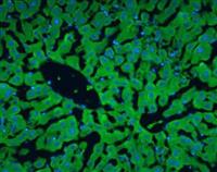 Albumin / FITC (polyclonal), RPab MAIN