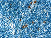 Bcl-x (EP94), RMab MAIN