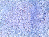 c-Myc (RBT-CMYC), RMab MAIN
