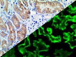 C4c (Polyclonal), RPab MAIN