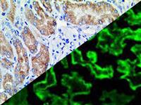 C4c (Polyclonal), RPab MAIN