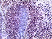 CD4 (BSB-179), MMab MAIN