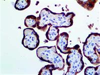 hPL (Polyclonal), RPab MAIN