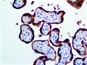 hPL (Polyclonal), RPab THUMBNAIL