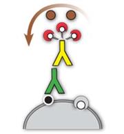 Mouse/Rabbit ImmunoDetector DAB HRP Brown THUMBNAIL