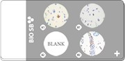 3-core IDH1 R132H Cell Line Microarray, 5 slides THUMBNAIL