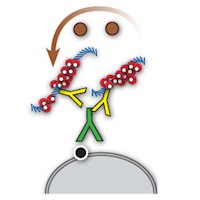 Mohs Mouse/Rabbit PolyDetector Plus DAB HRP Brown MAIN