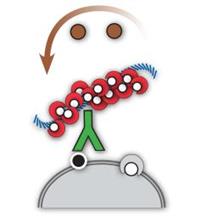 Mohs Mouse/Rabbit PolyDetector DAB HRP Brown MAIN