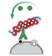 Mohs Mouse/Rabbit PolyDetector HRP Green MAIN