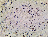 anti-Trimethyl Histone H3, anti Trimethyl Histone H3, unknown, anti-unknown, anti unknown, Histone H3, Histone H3 MAIN