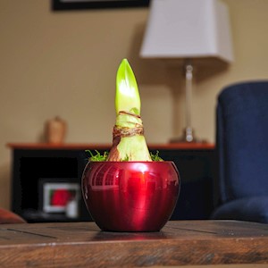 B2B Red Metal Amaryllis Bulb Kit MAIN