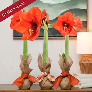 Fall Collection - Orange Blooms (3 Bulbs) LARGE