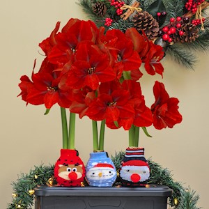 Holiday Sweaters - Waxed Amaryllis (3 Bulbs) LARGE