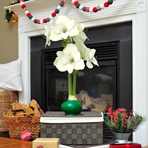 Evergreen - Specialty (1 Bulb) LARGE