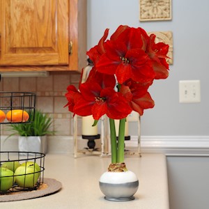 Tinsel Whisper - Specialty (1 Bulb) LARGE