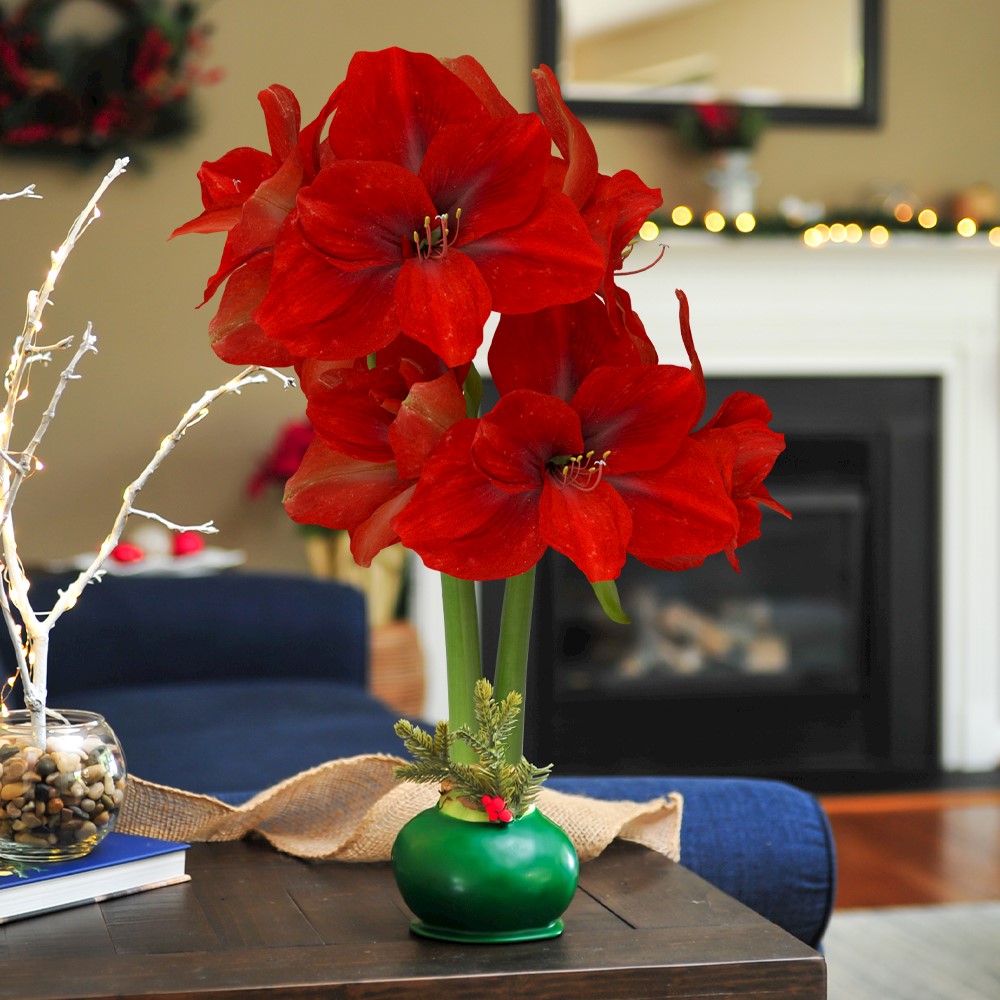 Berry Evergreen - Specialty (1 Bulb) LARGE