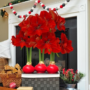 Berry Diva  - Waxed Amaryllis (3 Bulbs) LARGE