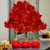 Berry Diva  - Waxed Amaryllis (3 Bulbs) SWATCH