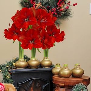 Gold Lux - Waxed Amaryllis (6 Bulbs) LARGE