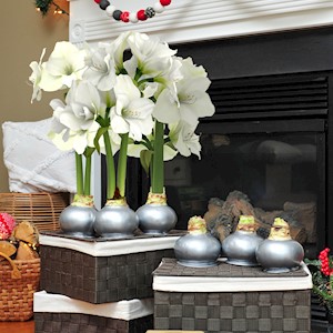 Silver Lux White - Specialty (6 Bulbs) LARGE