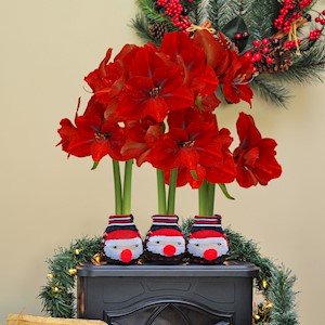Cozy Santa - Waxed Amaryllis (3 Bulbs) LARGE
