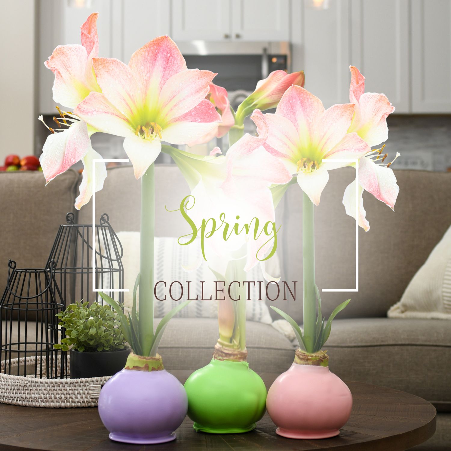Waxed | Spring Collection