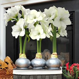 Silver Lux White - Specialty (3 Bulbs) LARGE