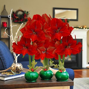 Berry Evergreen - Specialty (3 Bulbs) LARGE