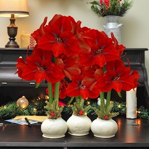 Berry Blanche - Specialty (3 Bulbs) LARGE