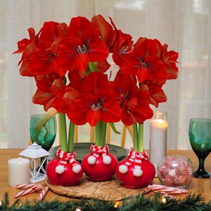 Berry Red Sash - Specialty (3 Bulbs) LARGE