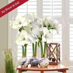 Lavender Swirl - Specialty (3 Bulbs) LARGE