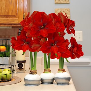 Tinsel Whisper - Specialty (3 Bulbs) LARGE
