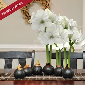 Midnight Beauty - Specialty (6 Bulbs) LARGE