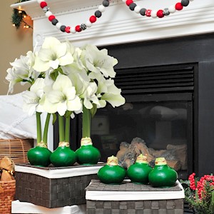 Evergreen - Specialty (6 Bulbs) LARGE