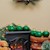 Evergreen - Specialty (6 Bulbs) SWATCH