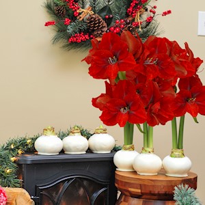 Marshmallow - Specialty (6 Bulbs) LARGE