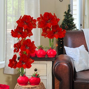 Berry Red - Specialty (6 Bulbs) LARGE