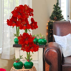 Berry Evergreen - Specialty (6 Bulbs) LARGE