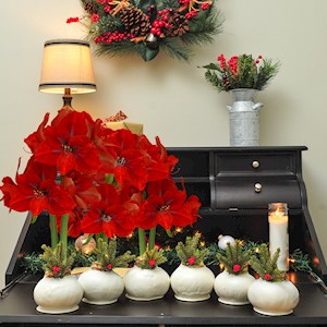 Berry Blanche - Specialty (6 Bulbs) LARGE