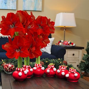 Berry Red Sash - Specialty (6 Bulbs) LARGE