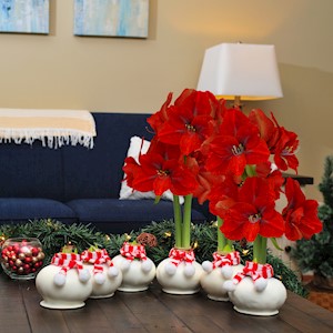 Marshmallow Sash - Specialty (6 Bulbs) LARGE
