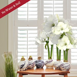 Lavender Swirl - Specialty (6 Bulbs) LARGE